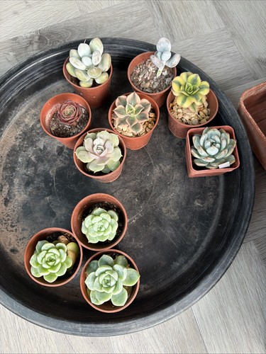 Mixed succulent collection - , of