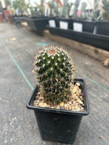 Mammillaria green spiny cactus