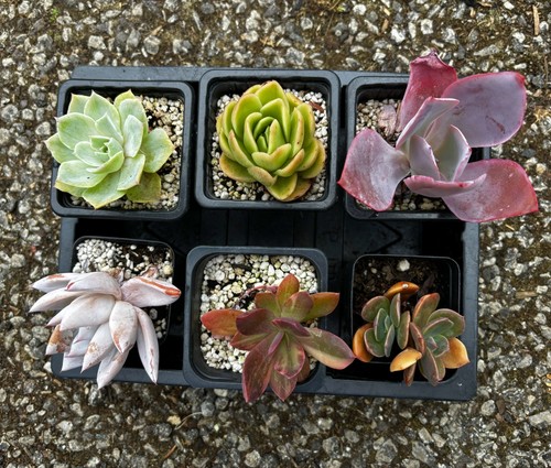 Echeveria succulent collection - succulent,