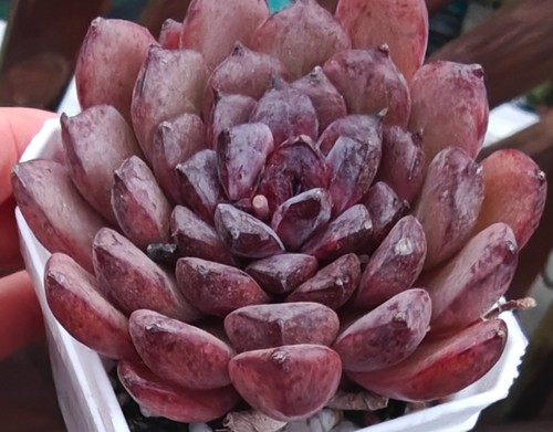 Echeveria rare auspicious - echeveria, 'auspicious'