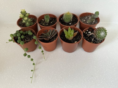 Cacti and succulents - and,