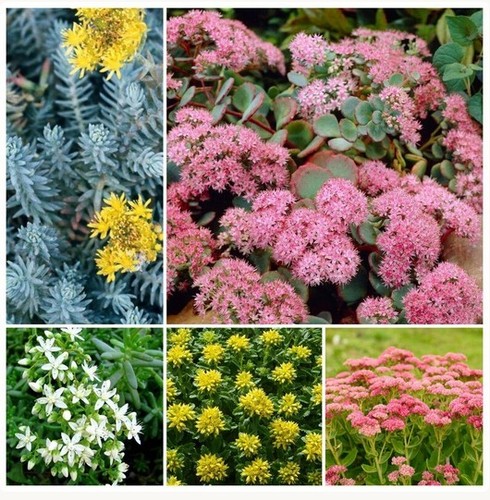 Sedum plug plant collection - sedum,