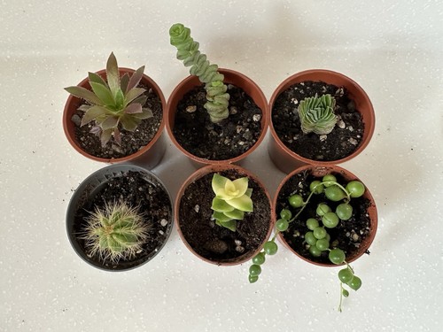 Cacti and succulent collection - and,