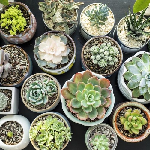 Succulent seeds x - succulent,