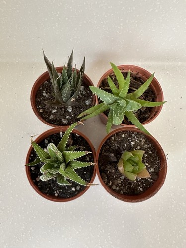 Aloe and haworthia collection - and,