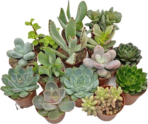 3pcs succulents mixed - 3pcs, starter