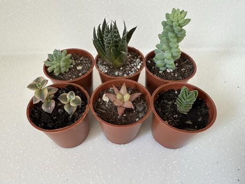 Succulent collection 6 - -,