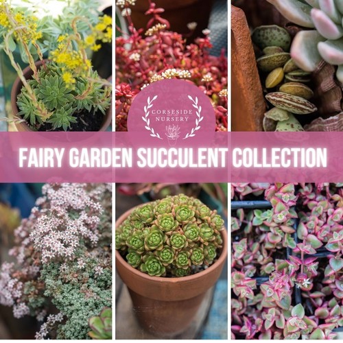 Succulent fairy garden - succulent,