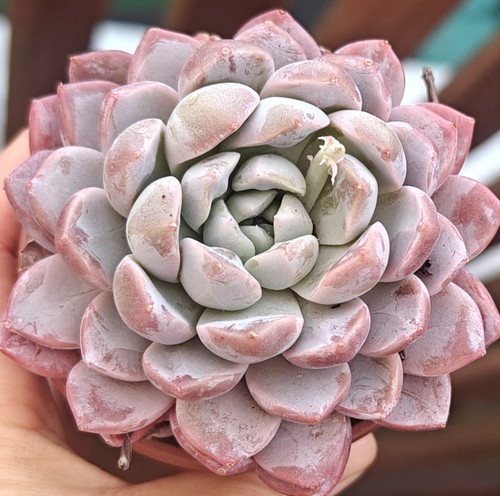 Echeveria rare frozen - echeveria,