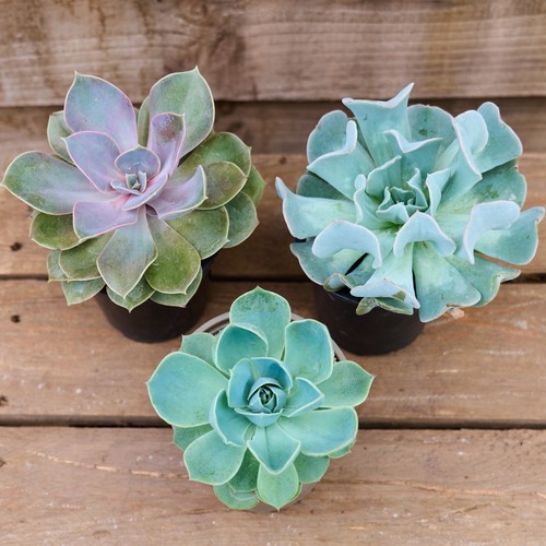 Echeveria collection special - echeveria,