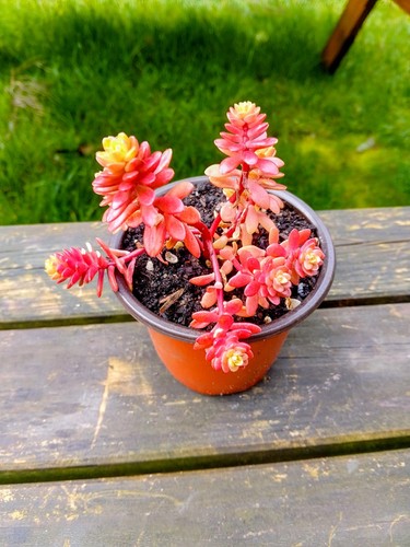 Well rooted sedum - well,