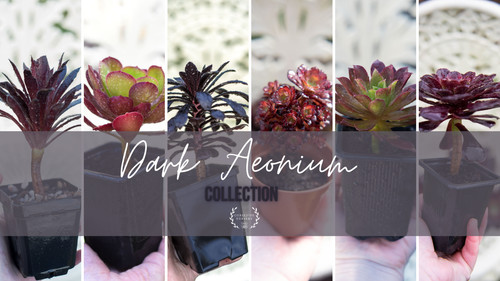 Live plants dark - plants,