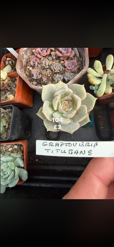 Mixed succulents all each - £3,