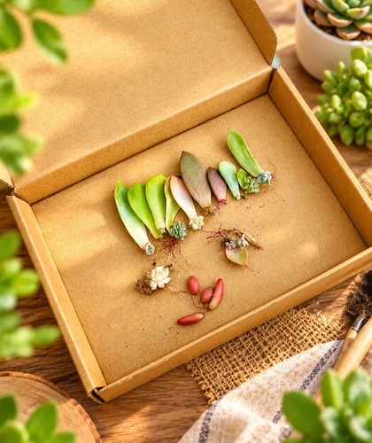 Premium succulent propagation - premium,