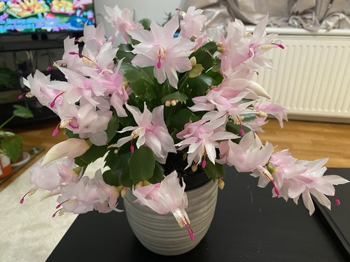 Pink christmas cactus - pink,
