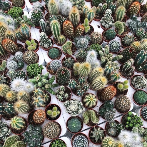 Cactus seeds 25 collection - cactus,