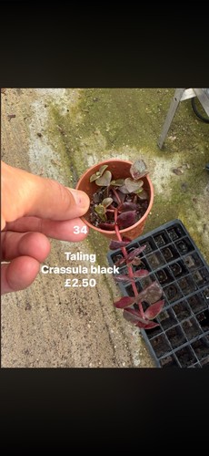 Mixed succulents all 50 - succulents, £2.50