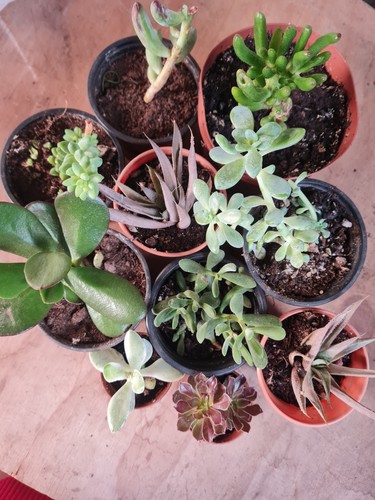 Succulents mixed starter plant - succulents,