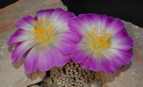 Cactus seeds 1 - seeds, nr.