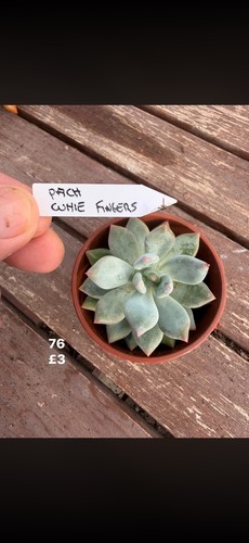 Mixed succulents all each - succulents, £3