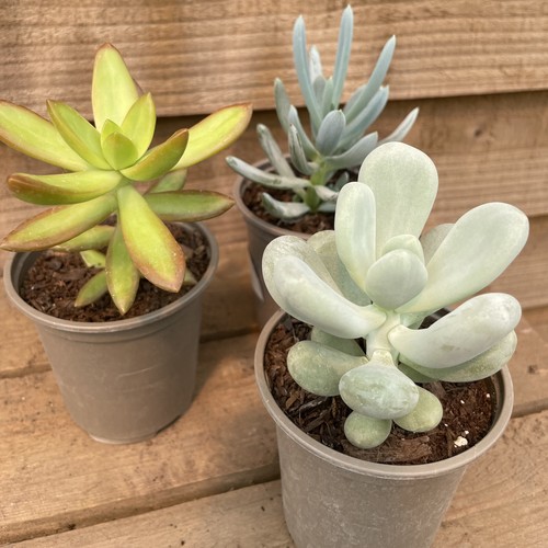 Succulent collection 9cm - succulent,