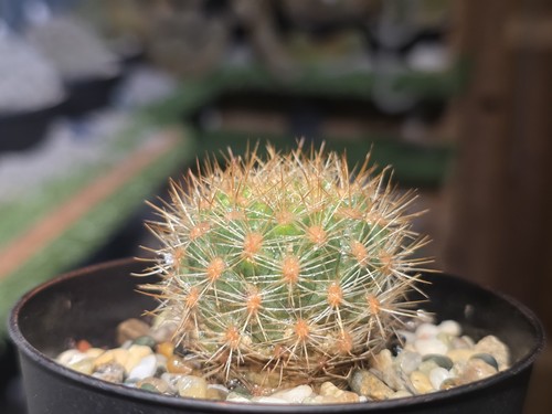 Rebutia carnival uk - rebutia, cv.