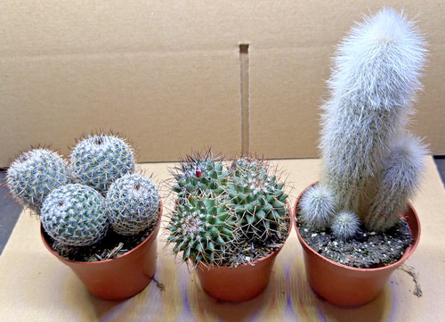 Cactus plant 5cm pot - cactus, in